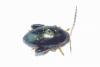 Psylliodes chrysocephala